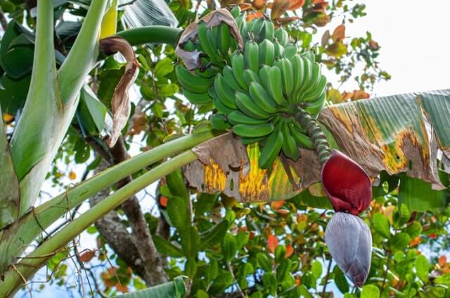 Bananen Zuhause anbauen und züchten