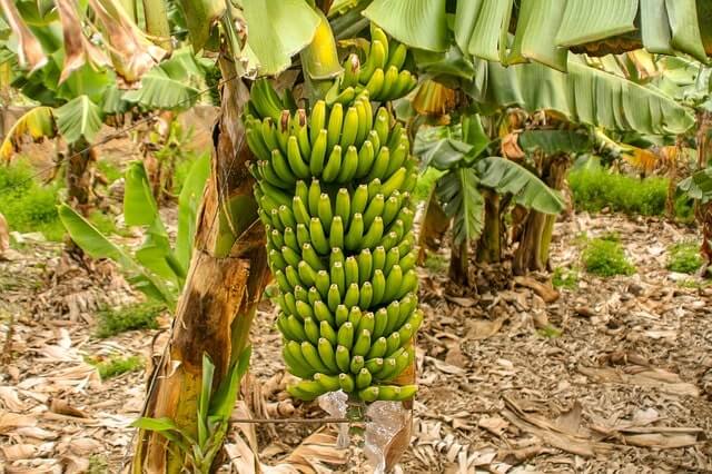 Bananenpflanze im Garten