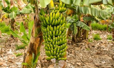 Bananenpflanze überwintern - der richtige Winterschutz