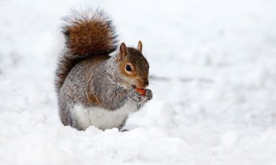 Eichhörnchen im Winter füttern