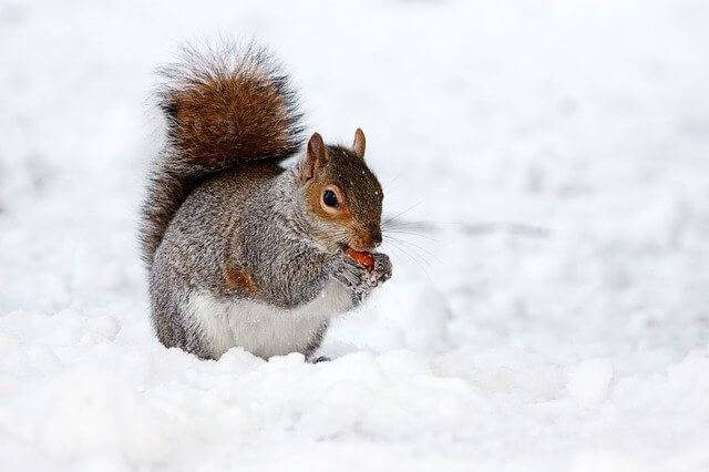 Eichhörnchen im Winter füttern