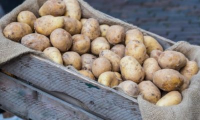 Kartoffelsorten für den Gartenanbau