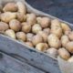 Kartoffelsorten für den Gartenanbau