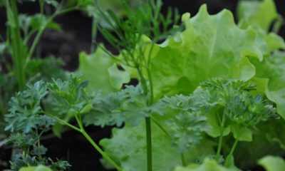 Kräuter richtig ernten