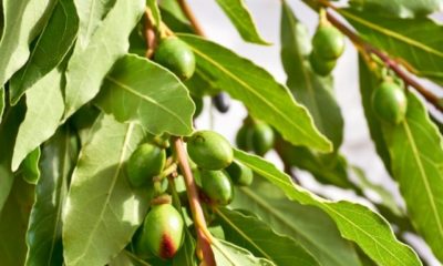 Lorbeerbaum wird braun