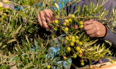 Olivenbaum ins Freiland pflanzen