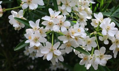 Orangenblumen pflanzen und pflegen