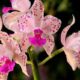 Orchidee bekommt braune Blätter