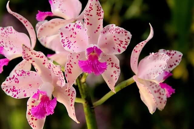 Orchidee bekommt braune Blätter