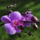 Orchidee verliert alle Blüten