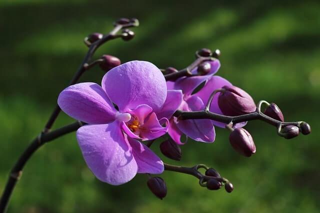 Orchidee verliert alle Blüten