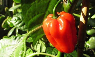 Paprika haltbar machen