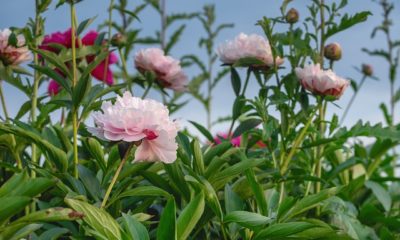 Pfingstrosen umpflanzen