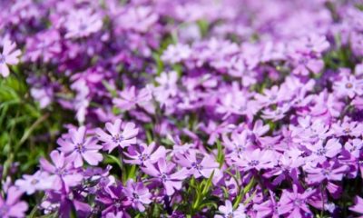 Polsterphlox als Bodendecker