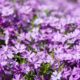 Polsterphlox als Bodendecker