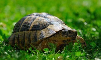 Schildkröten im Garten halten