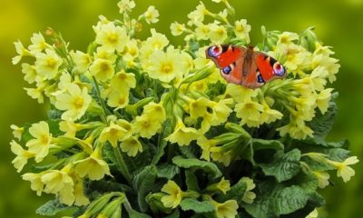 Sind Schlüsselblumen giftig