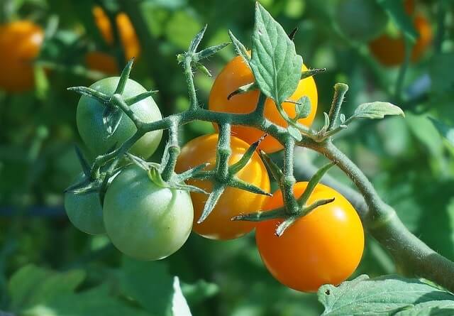 Tomaten ausdünnen - ja oder nein