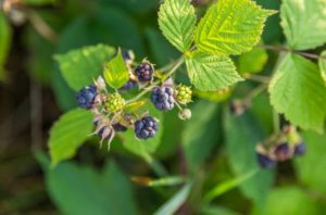 ᐅ Wilde Brombeeren aus dem Garten entfernen Anleitung zur Bekämpfung