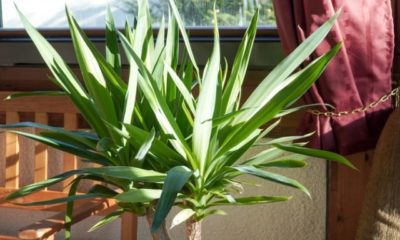 Yucca-Palme mit weißem Belag - Was tun