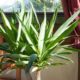 Yucca-Palme mit weißem Belag - Was tun