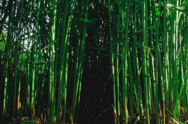 Bambus entfernen