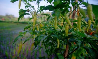 Baumchili richtig überwintern