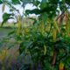 Baumchili richtig überwintern