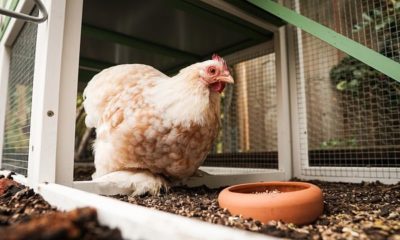 Einen Hühnerstall im Garten anlegen