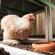 Einen Hühnerstall im Garten anlegen