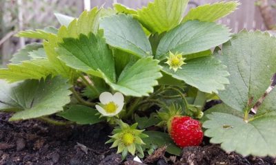 Erdbeeren vermehren - Tipps für Beet- und Kübelpflanzen