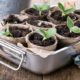 Pflanzen über Stecklinge vermehren - Tipps und Tricks zur Anzucht
