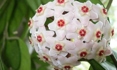 Porzellanblume (Wachsblume) Anbau und Pflege