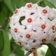 Porzellanblume (Wachsblume) Anbau und Pflege