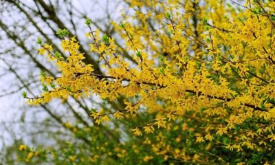 Richtiger Schnitt bei Forsythien
