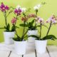 Sind Orchideen im Schlafzimmer gesund Ja oder nein