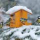 Vögel im Winter füttern