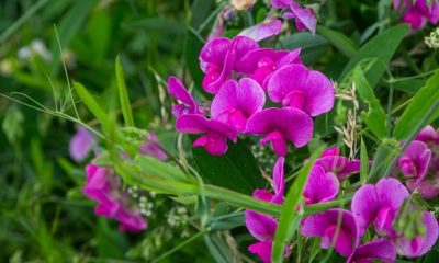 Wicken pflanzen und pflegen