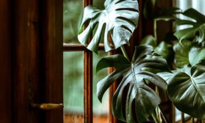 Wie giftig ist Monstera deliciosa für Mensch und Tier