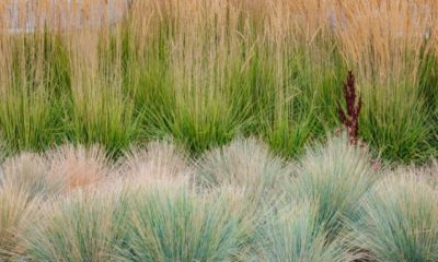 Ziergräser überwintern