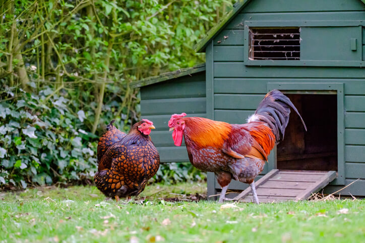 Der ideale Hühnerstall für den Garten