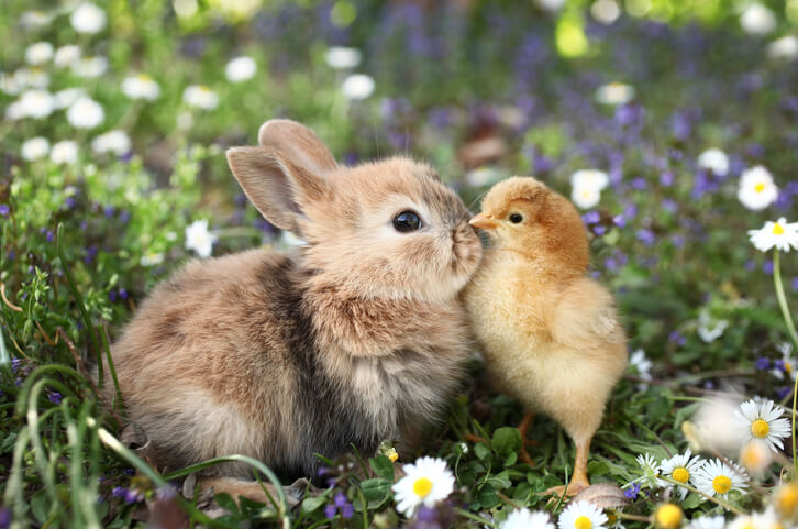 Hühner und andere Tiere