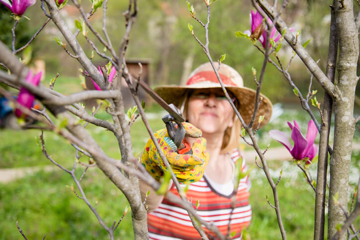 Magnolie direkt nach Blüte schneiden