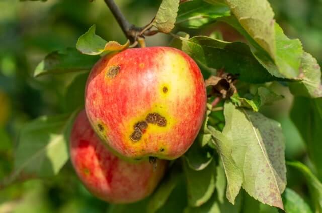 Apfelschorf - Eine Gefahr für die Apfelernte