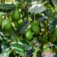 Avocado bekommt braune Blätter - Ratgeber