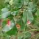 Birnbaum Krankheiten und Schädlinge