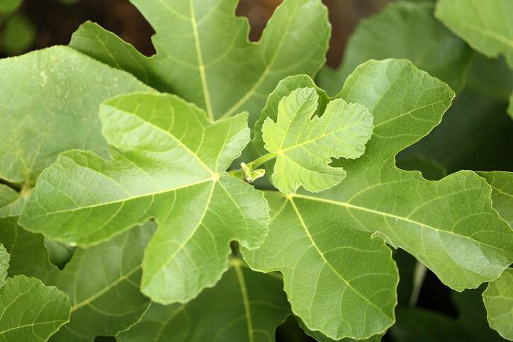Blatt für Blatt ein Schmuckstück