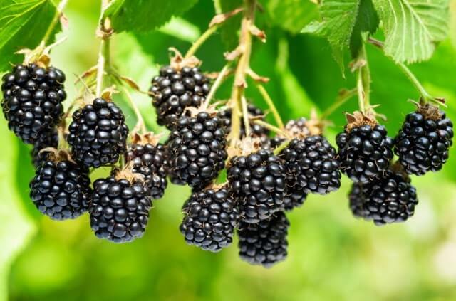 Brombeeren vermehren