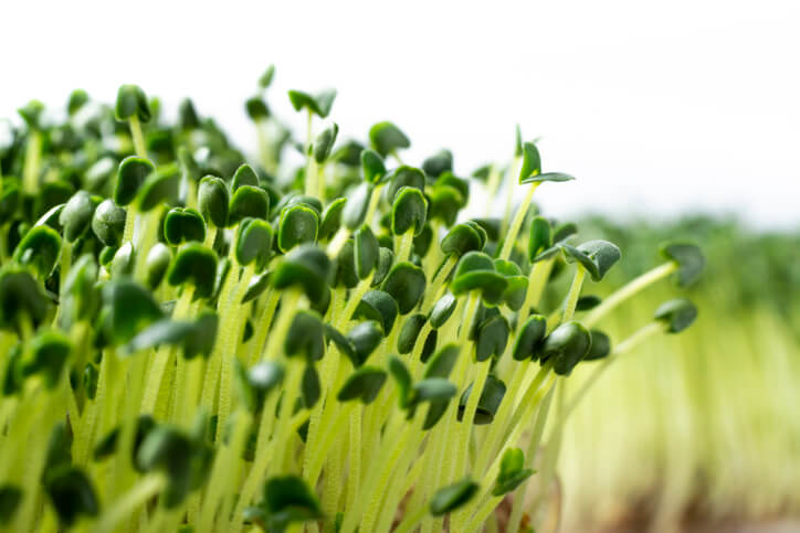 Chia-Sprossen ziehen Die ersten Schritte