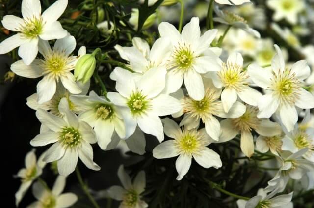 Clematis im Kübel halten